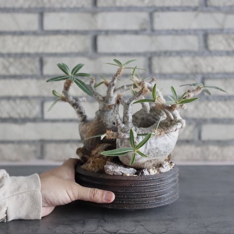 Pachypodium gracilius × PEMONE (5号) no.628/69