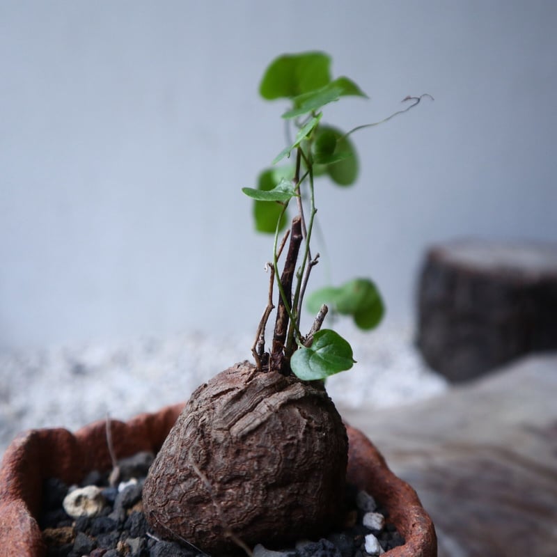 ディオスコレア 亀甲竜 Dioscorea elephantipe no.1
