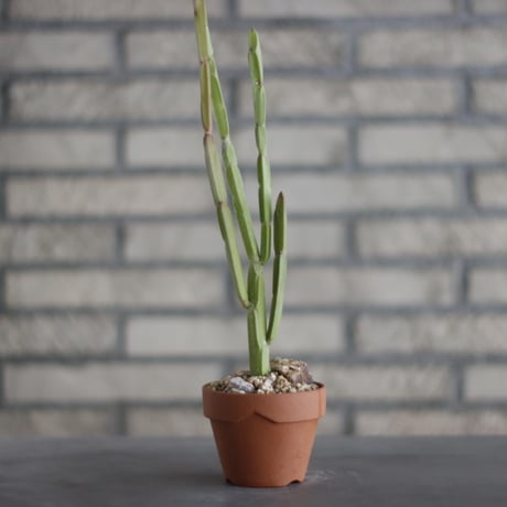Euphorbia sipolisii (シポリシー) / T.W. × YAMABACHI (3号) no.329/39