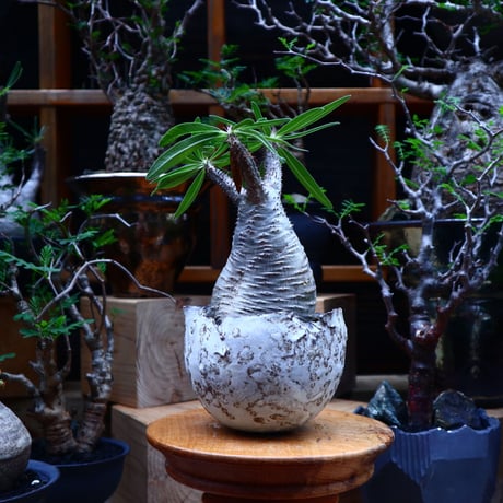 パキポディウム  グラキリス／Pachypodium  gracilius       no.81509