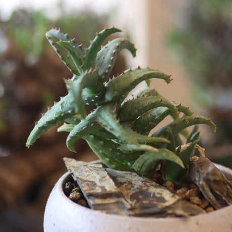 Aloe Castilloniae × Atsushi Funakushi    no.81887