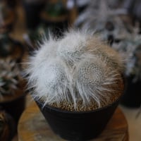 たけろうポット / ちぎり/ 白サビ / L no.211-58 | 芽の巣山