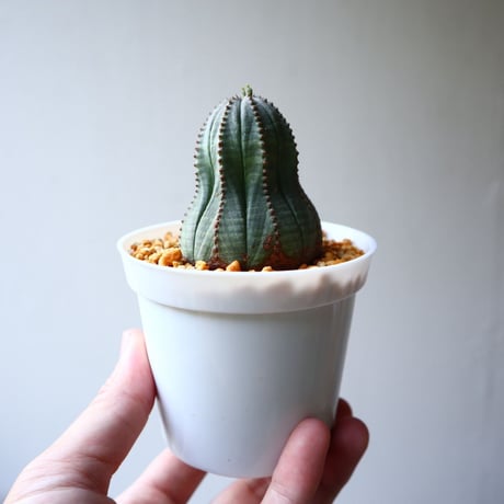 ユーフォルビア  オベサ  Euphorbia obesa  no.102814