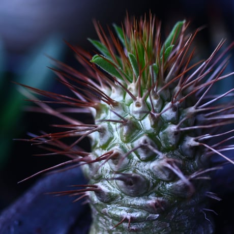 パキポディウム   ナマクアナム  光堂  Pachypodium namaquanum  no.61419