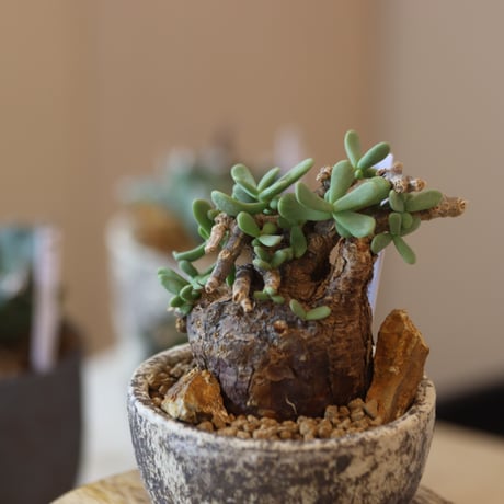 Ceraria pygmaea × たけろうポット   no.90139