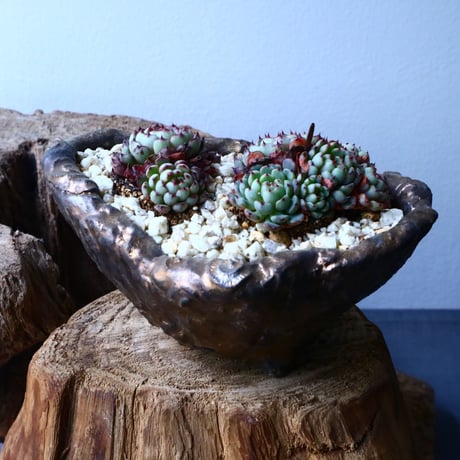エケベリア ミニマ   Echeveria minima  No.017