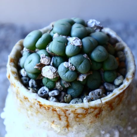 コノフィツム   ペアルソニー Conophytum pearsonii  no.117