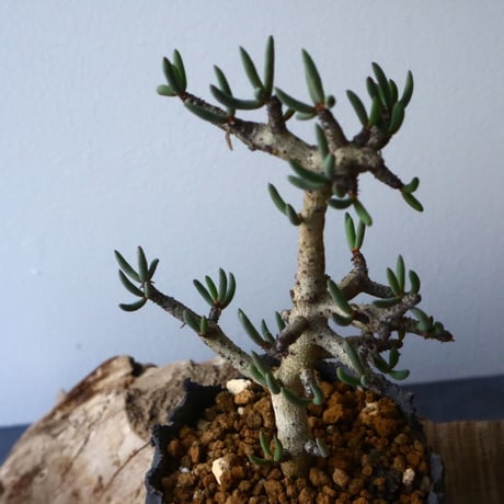 チレコドン  ブッコルジアヌス   Tylecodon  buchholzianus  No.004