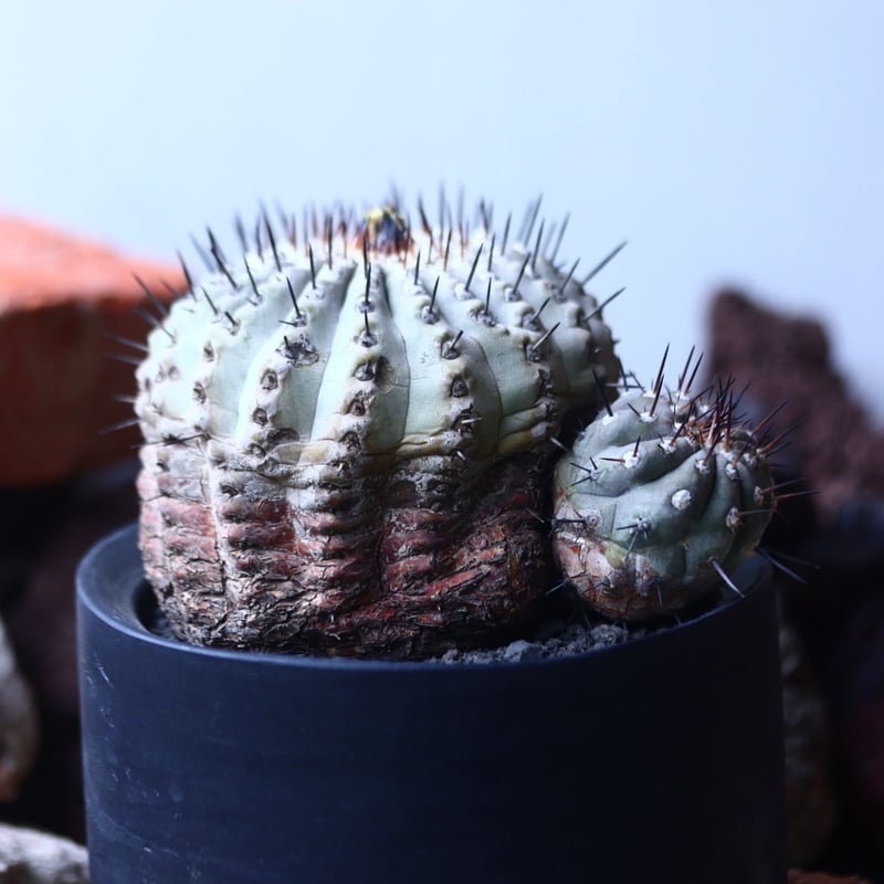 コピアポア 黒王丸 Copiapoa cinerea no.42677 | 芽の巣山