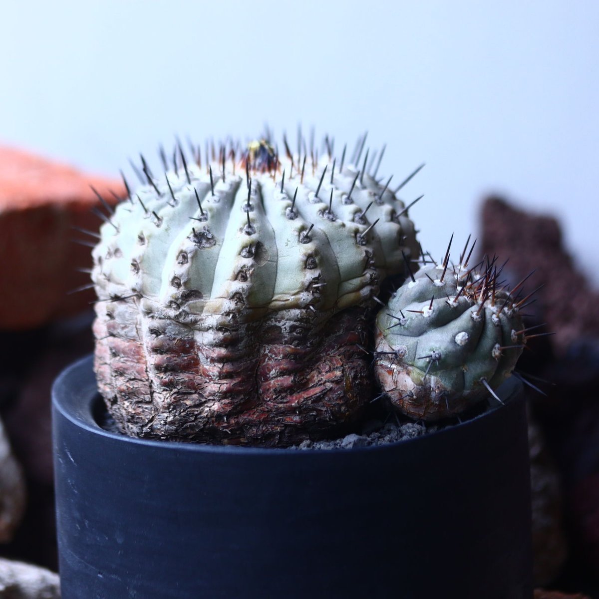コピアポア黒王丸 Copiapoa cinerea wヘッド