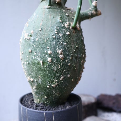 アデニア  グロボーサ      Adenia globosa       no.112414