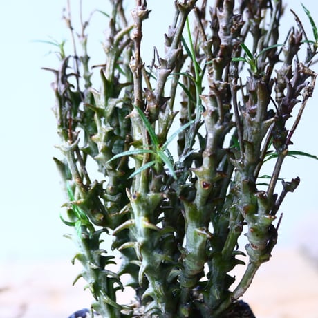 セロぺギア デモルファ   Ceropegia dimorpha   no.92730