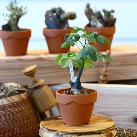 超大株】アデニアスピノーサ 現地球 発根済み 株パンパンです 巨大