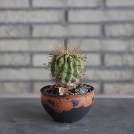 Discocactus gigantea × N/OH (4号鉢)  no.510/22
