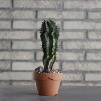 Euphorbia horrida × YAMABACHI (3号)  no.607/38