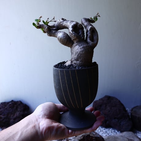 ユーフォルビア ラノヒラ   Euphorbia sp.ranohira  no.61619