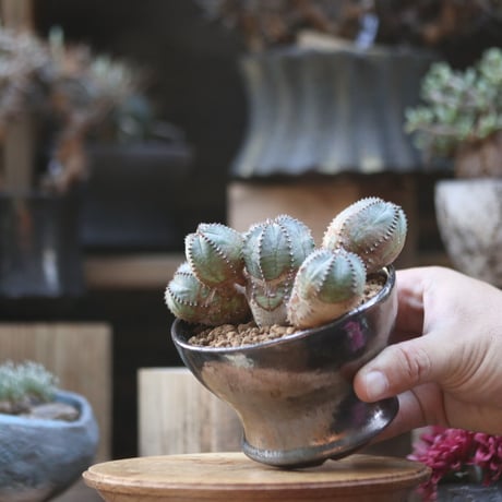 ユーフォルビア  オベサ hyb. ／Euphorbia obesa  hyb.    no.110601