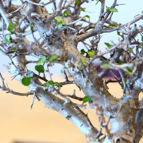 Commiphora wightii × soso   no.101526