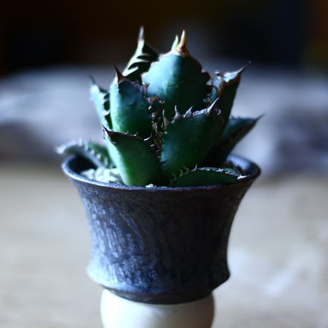 アガベ チタノタ レッドキャットウィールズ  Agave titanota"Red Catweezle”   no70506