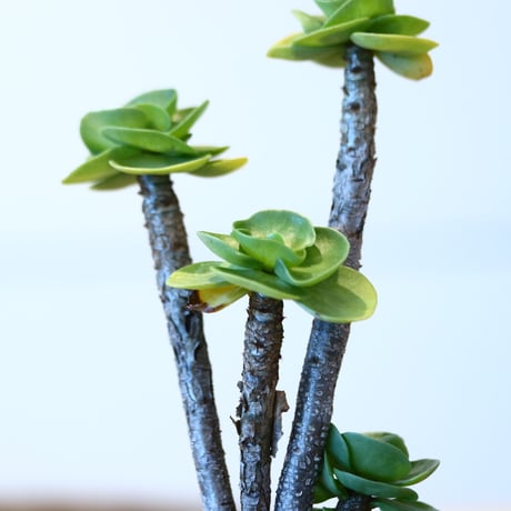 ポーチュラカ モロキニエンシス / Portulaca molokiniensis  no.51425