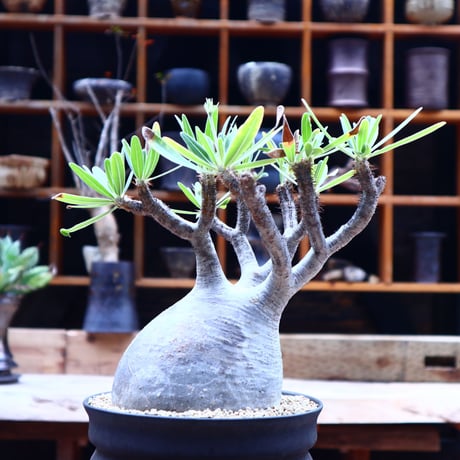 パキポディウム  グラキリス ／Pachypodium  gracilius       no.50207