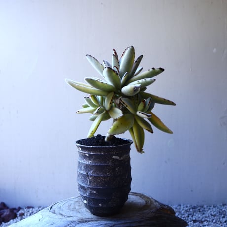 カランコエ  トメントーサ　月兎耳  斑入り   Kalanchoe   tomentosa  no.11917