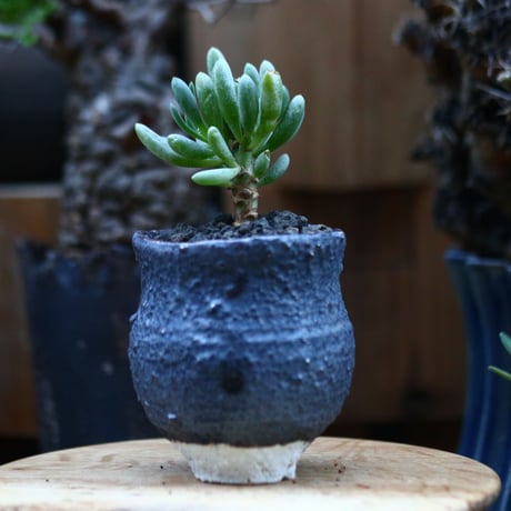 オトンナ  クラビフォリア／Othonna clavifolia    no.120528