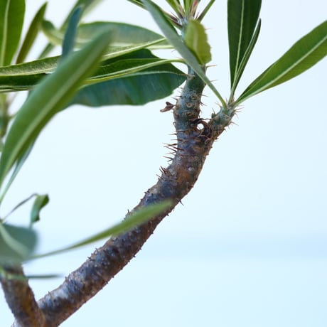 N/OH × Pachypodium  gracilius    no.61844