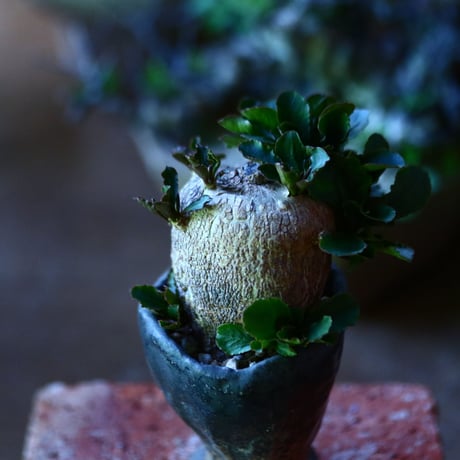 ユーフォルビア  スバポダ  Euphorbia subapoda    no.81623