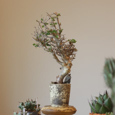 Commiphora wightii × たけろうポット   no.90104