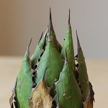 Agave horrida × JUN CHIHARA -JOINT POT (4号鉢)  no.412-39