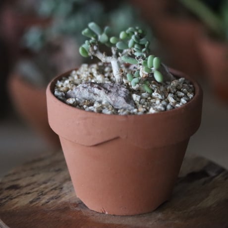 Ceraria pygmaea × YAMABACHI  no1115-31
