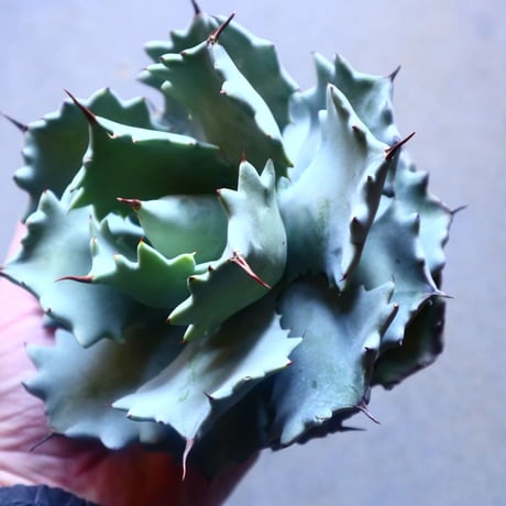 アガベ イシスメンシス   Agave Isthmensis   no.20902