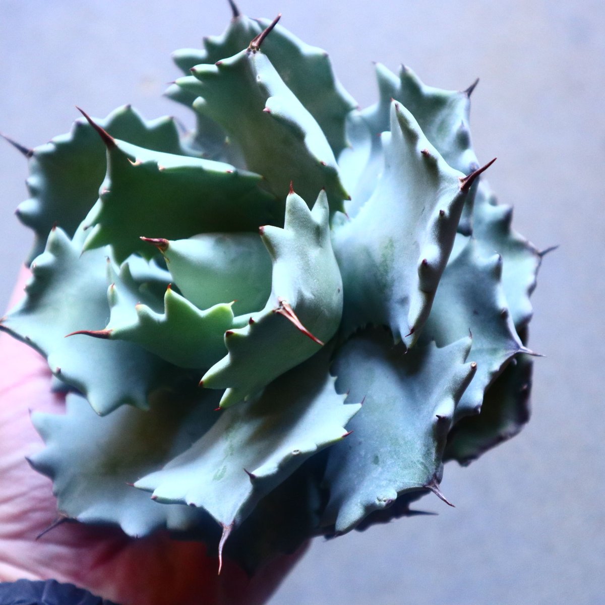 fit=scale-down,w=1200