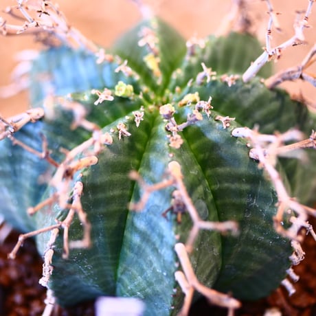 Euphorbia meloformis ♂ × soso    no.11423