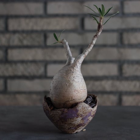 Pachypodium gracilius × takero pot (3.5号)  no.817-5