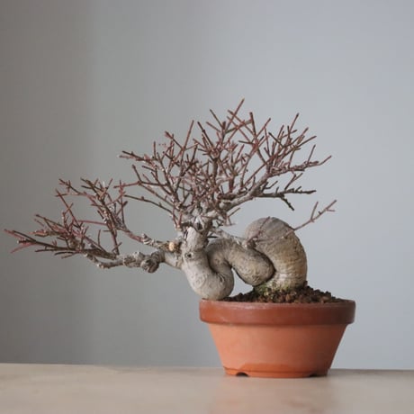 真弓 / YOSHIZAWA3-SHOHINBONSAI (4号鉢)   no.330/11