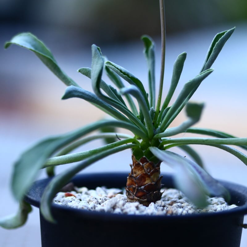 オトンナ レピドカウリス 実生 Othonna lepidocaulis n