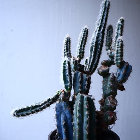 グラウセンス   ピロソケレウス   グラウケスケンス     Pilosocereus glaucescens  no.12611