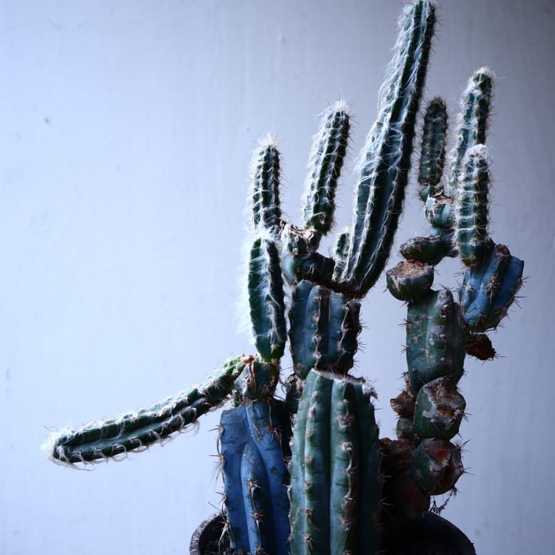 グラウセンス ピロソケレウス グラウケスケンス Pilosocereus gl