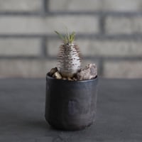 Pachypodium gracilius × Kazuhiro Arima (2.5号) no.614/17