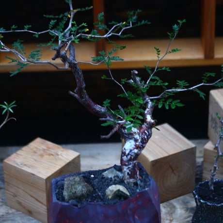 コミフォラ モンストローサ／Commiphora monstrosa   no.101050