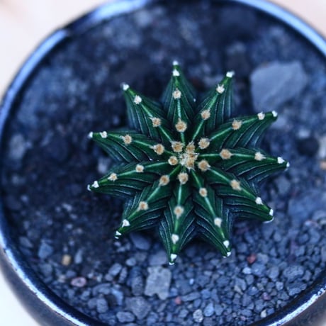 ギムノカリキウム   フィードリッフィーLB2178／Gymnocalycium friedrichii    no.10960