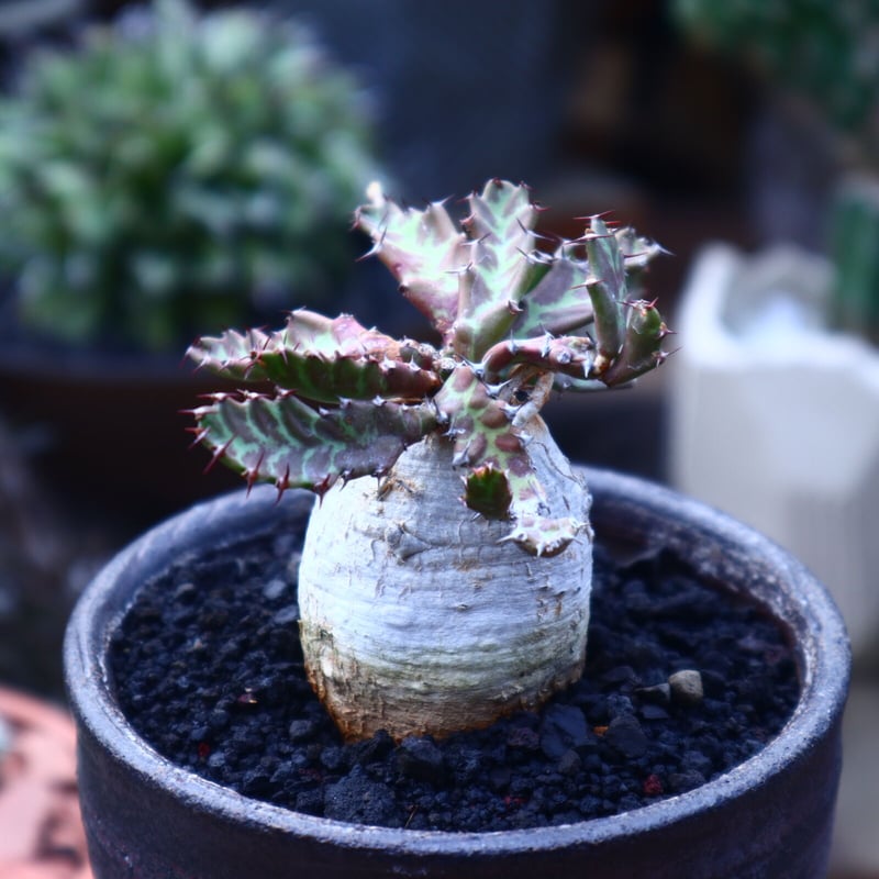 観葉植物 ユーフォルビア．ステラータ