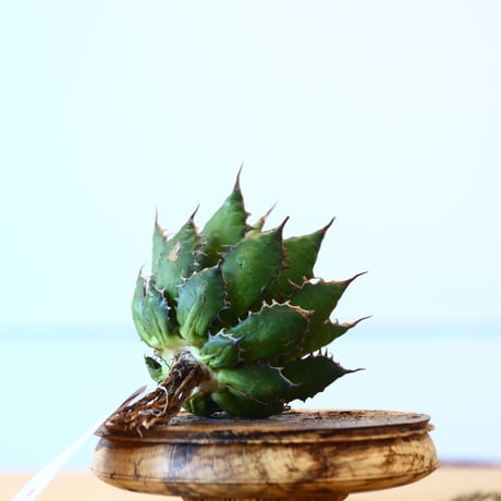 Agave horrida / Style of Chika   no.1015/87