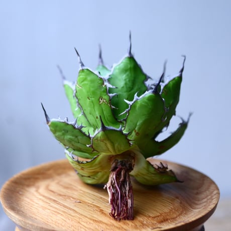 アガベ ホリダ    Agave horrida     no.1025-8