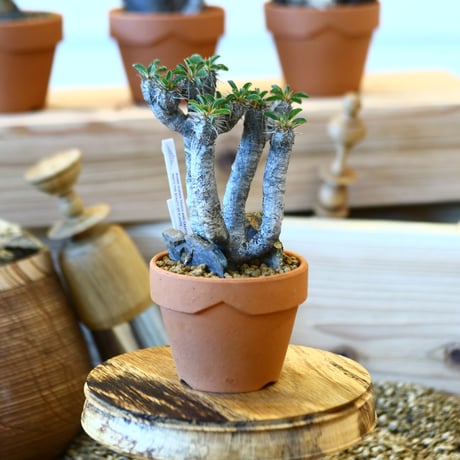 YAMABACHI × Euphorbia guillauminiana   no.1119-14