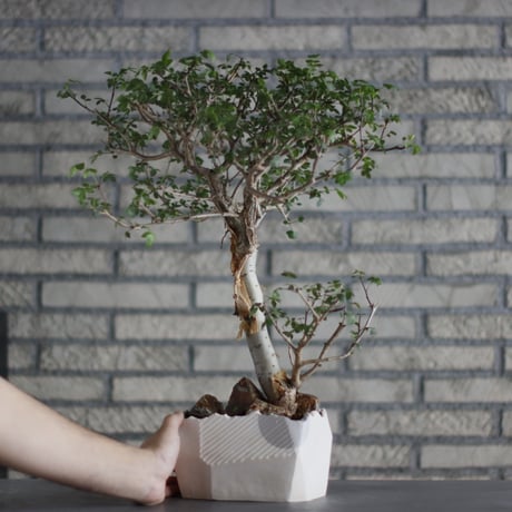 Bursera fagaroides × N/OH (5.5号)  no.713-21