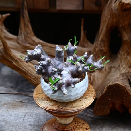 パキポディウム ブレビカリックス / Pachypodium densiflorum var. brevicalyx / 発根済み      no.22695