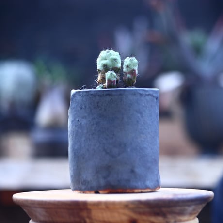 オルテゴカクタス  マクドガリー  Ortegocactus macdougallii     no.22829